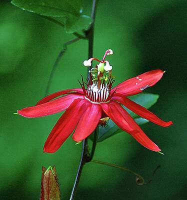 Caravaggio - Red Passion Flower by John Hughes
