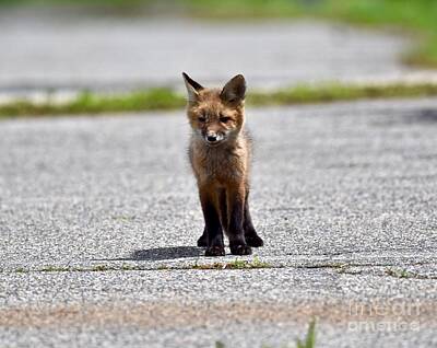 Design Turnpike Vintage Maps - Red fox kit in middle of road by JL Images
