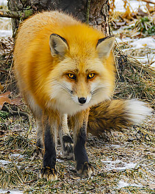 Lucky Shamrocks - Red Fox Nature Wear by LeeAnn McLaneGoetz McLaneGoetzStudioLLCcom