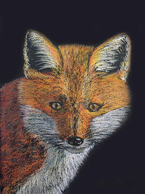 From The Kitchen - Red Fox Portrait by Jayne Wilson