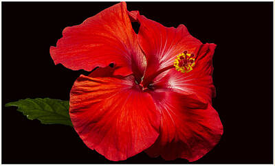 Mother And Child Paintings - Red Hibiscus by Suanne Forster