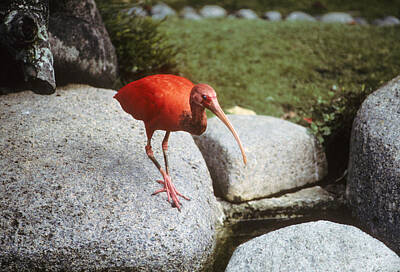 Arf Works - Red Ibis by Carl Purcell