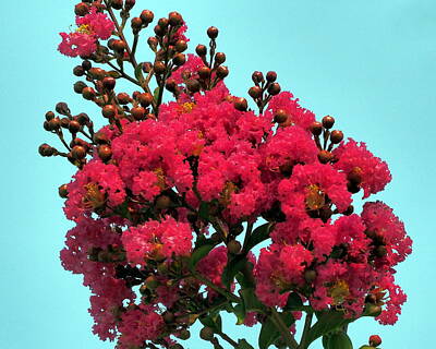 Floral Royalty Free Images - Red Jacaranda Tree Bloom Royalty-Free Image by Richard Thomas
