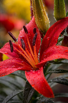 Recently Sold - Lilies Photos - Red Lillium Asiatic by Dale Kincaid