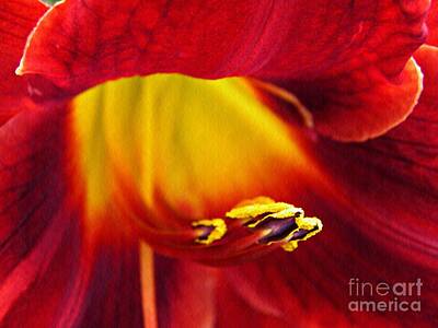 Lilies Photos - Red Lily Center 4 by Sarah Loft