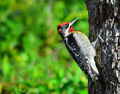 Target Threshold Coastal Rights Managed Images - Red-naped Sapsucker Royalty-Free Image by Alan C Wade