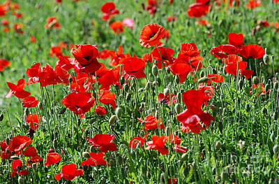 Frank Sinatra Rights Managed Images - Red Poppy 20130531_218 Royalty-Free Image by Tina Hopkins
