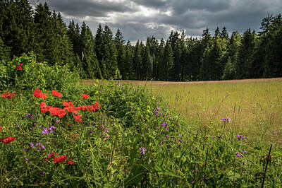 Easter Bunny - Red poppy blossoms in front of meadow and dark forest by Stefan Rotter