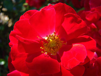 Roses Photos - RED ROSE Art Print Sunlit Roses Botanical Giclee Baslee Troutman by Patti Baslee