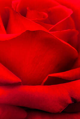 Roses Photos - Red Rose Petals by Az Jackson