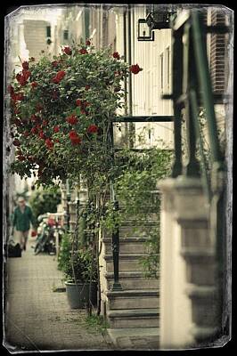 Star Wars Rights Managed Images - Red Rose Tree and Stairs. Old Cards From Amsterdam  Royalty-Free Image by Jenny Rainbow