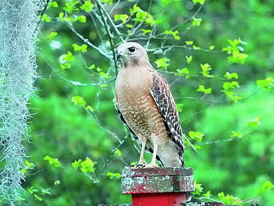 Watercolor Alphabet Rights Managed Images - Red Shouldered Hawk I Royalty-Free Image by Gina Welch