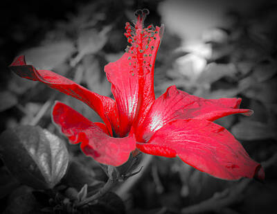 Temples - Red show by AM FineArtPrints
