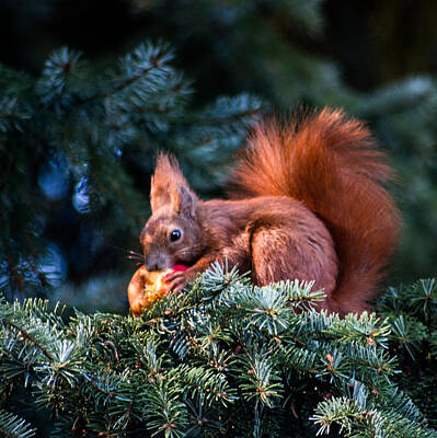 Food And Beverage Photos - 10014 Red Squirrel Eating An Apple by Colin Hunt