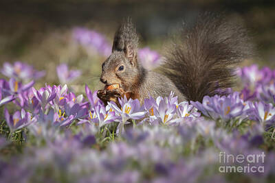 Minimalist Movie Posters 2 Rights Managed Images - Red squirrel in spring flowers Royalty-Free Image by Neil Burton