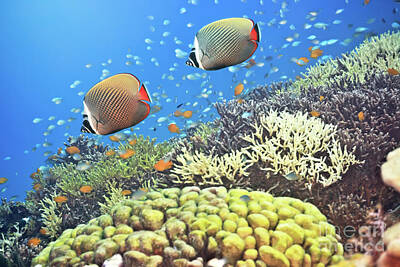 Mistletoe - Red-tailed Butterflyfishes by MotHaiBaPhoto Prints