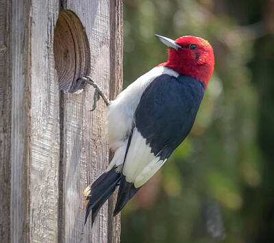 Watercolor Alphabet Rights Managed Images - Red-Headed Woodpecker 2018  Royalty-Free Image by Ricky L Jones