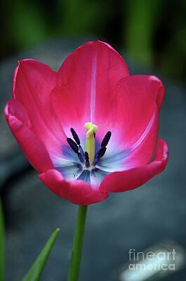 Woodland Animals - Red tulip blossom with stamen and petals and pistil by Imran Ahmed