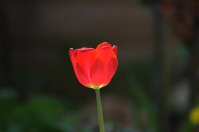 Chinese New Year - Red tulip by Lenka Rottova