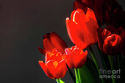 Spring Fling - Red tulips on black background by Ilan Amihai
