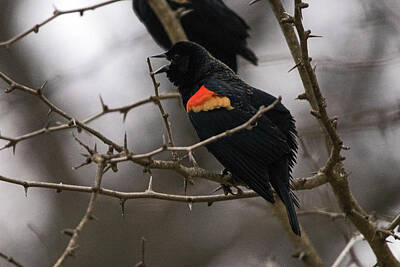 Ira Marcus Royalty-Free and Rights-Managed Images - Red-Winged Blackbird by Ira Marcus