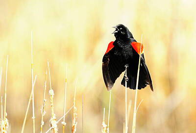 Gaugin - Red Winged Blackbird by Dennis Hammer