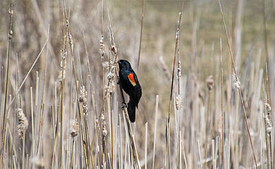 Israeli Flag Royalty Free Images - Red Winged Blackbird Royalty-Free Image by Maria Dryfhout