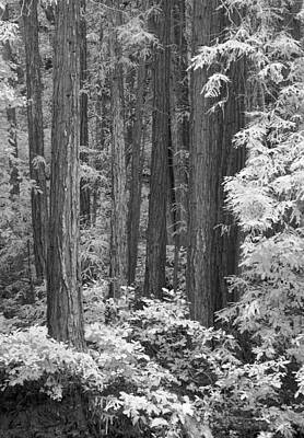 Fairy Watercolors - Redwoods IR 0632 by Bob Neiman