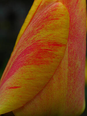 Abstract Flowers Photos - Rembrandt Tulip  by Juergen Roth