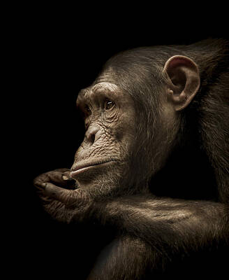 Mammals Photos - Reminisce by Paul Neville