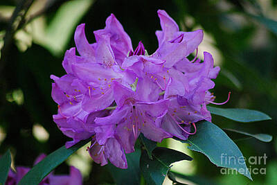 Studio Grafika Zodiac Rights Managed Images - Rhododendron 20130506_224 Royalty-Free Image by Tina Hopkins