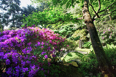 Beach House Signs - Rhododendrons Blooms in Japanese Garden 16. Prague by Jenny Rainbow
