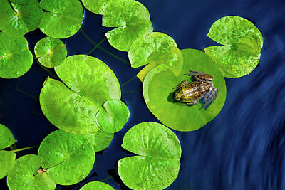 Politicians Photo Royalty Free Images - Ribbit Royalty-Free Image by Greg Fortier