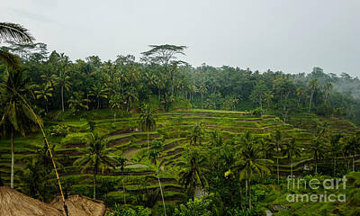 Catch Of The Day - Bali Rice Field Terraces by M G Whittingham