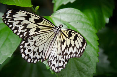 The Delicate Female - Rice Paper Butterfly by Kristin Hatt