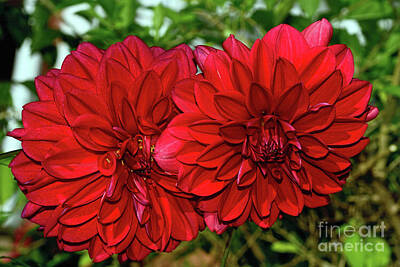 Tying The Knot - Rich Red Dahlias by Kaye Menner by Kaye Menner