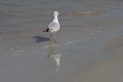 Mick Jagger Royalty Free Images - Ring-billed gull solo walk on beach Royalty-Free Image by Joseph Skalny