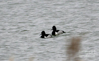 Kitchen Food And Drink Signs - Ring-necked duck by Lori Tordsen