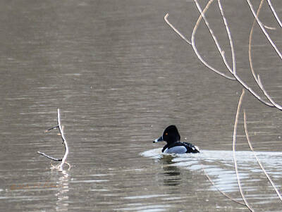 Spaces Images - Ring-necked Duck Swiming by Ed Peterson