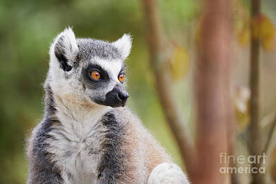 Lucille Ball - Ring-tailed lemur closeup by Nick Biemans