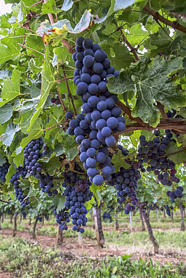 Wine Royalty-Free and Rights-Managed Images - Ripe Grapes on the Vine by Georgia Clare