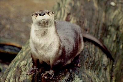 Mans Best Friend Rights Managed Images - River Otter Royalty-Free Image by John Burk