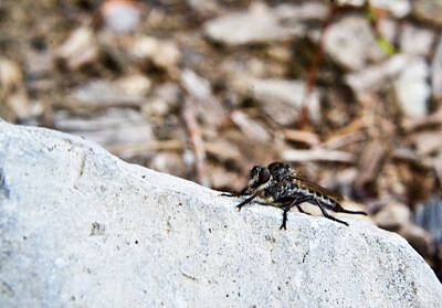Animals Royalty Free Images - Robber Fly Stalking Royalty-Free Image by Douglas Barnett