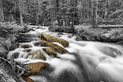 James Bo Insogna Rights Managed Images - Rocky Mountain National Forest Stream BWSC Royalty-Free Image by James BO Insogna