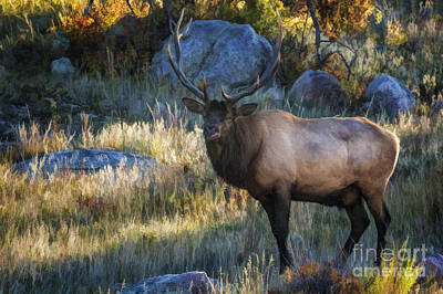 Romantic French Magazine Covers - Rocky Mountain National Park Elk by Priscilla Burgers