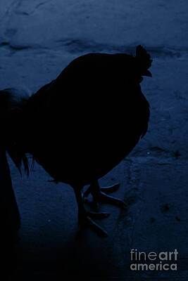 Grateful Dead Royalty Free Images - Rooster Silhouette Blue Royalty-Free Image by Eddie Barron