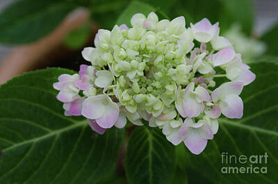 Circle Abstracts - Rooted Hydrangea by Dale Powell