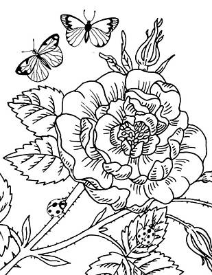 Roses Drawings Royalty Free Images - Rose And Butterflies Drawing Royalty-Free Image by Irina Sztukowski