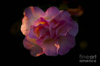 Bear Photography Rights Managed Images - Rose at Sunset Royalty-Free Image by Rich Governali