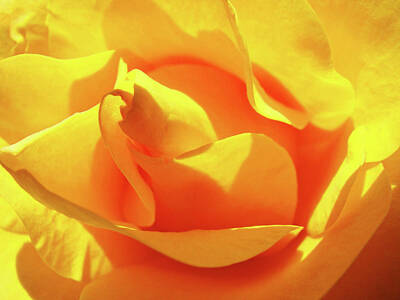 Roses Photo Royalty Free Images - ROSE Bright Orange Sunny Rose Flower Floral Baslee Troutman Royalty-Free Image by Patti Baslee